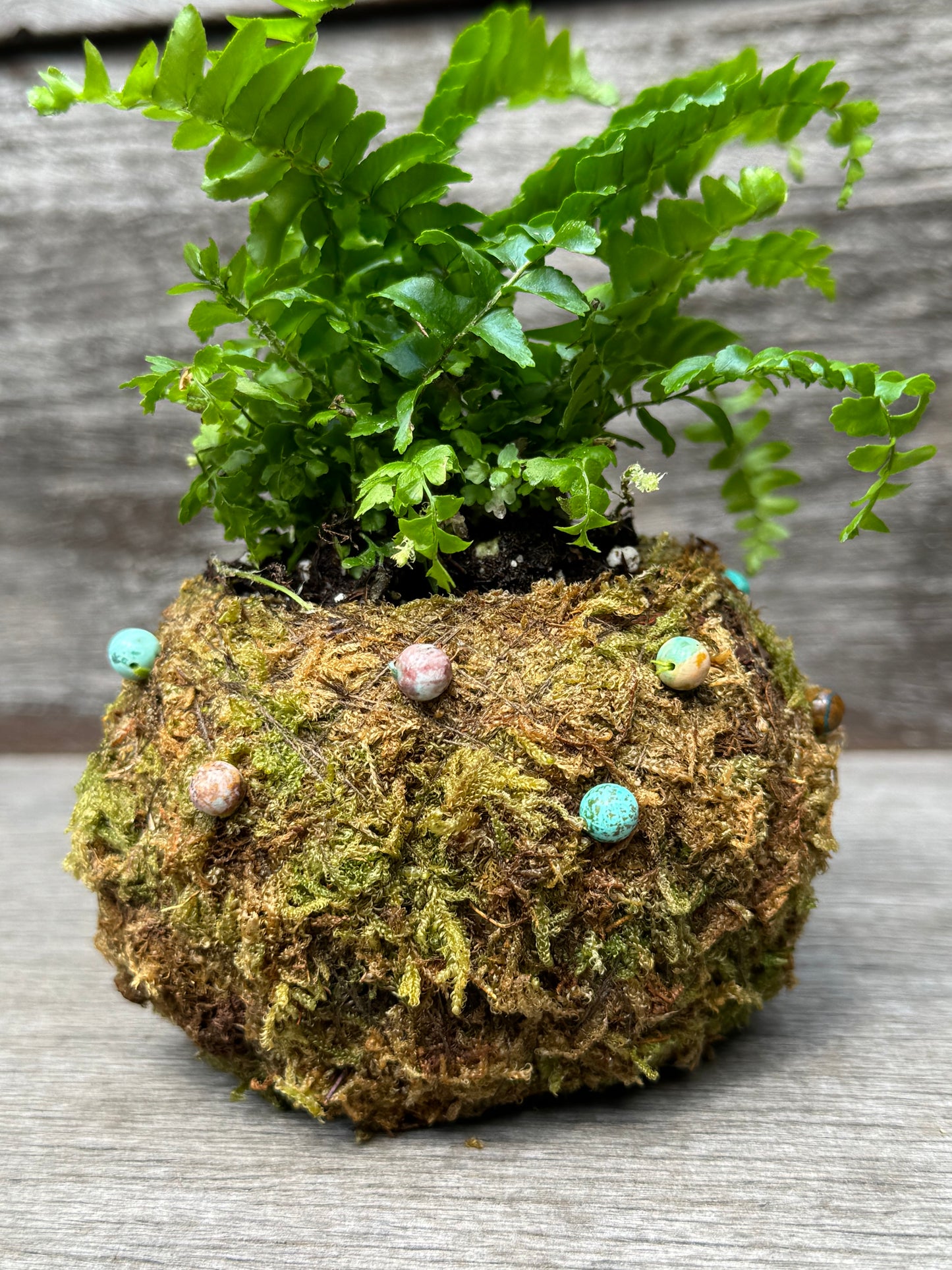 Bitty Baby™ - Plants