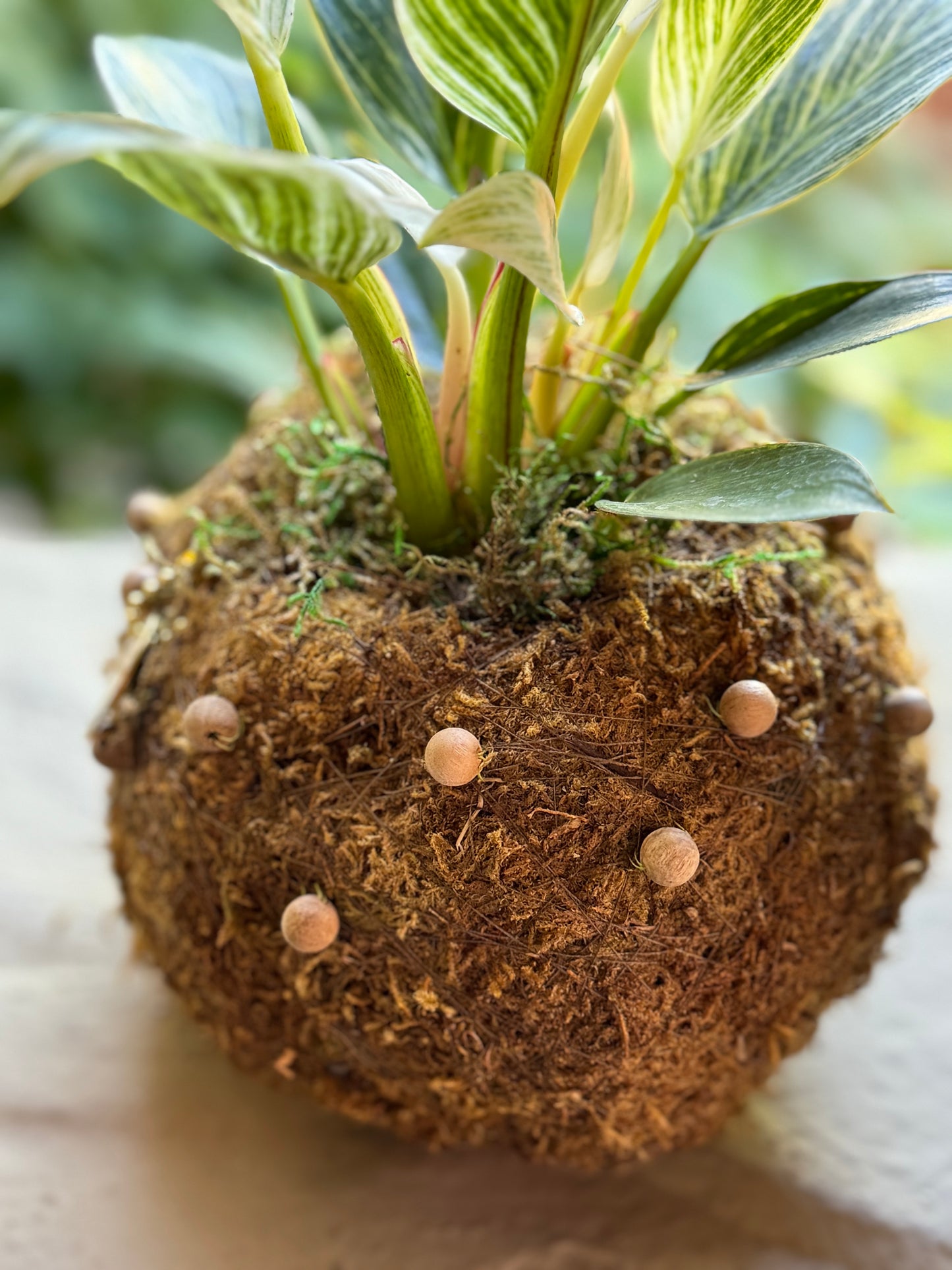 Bitty Baby™ - Plants
