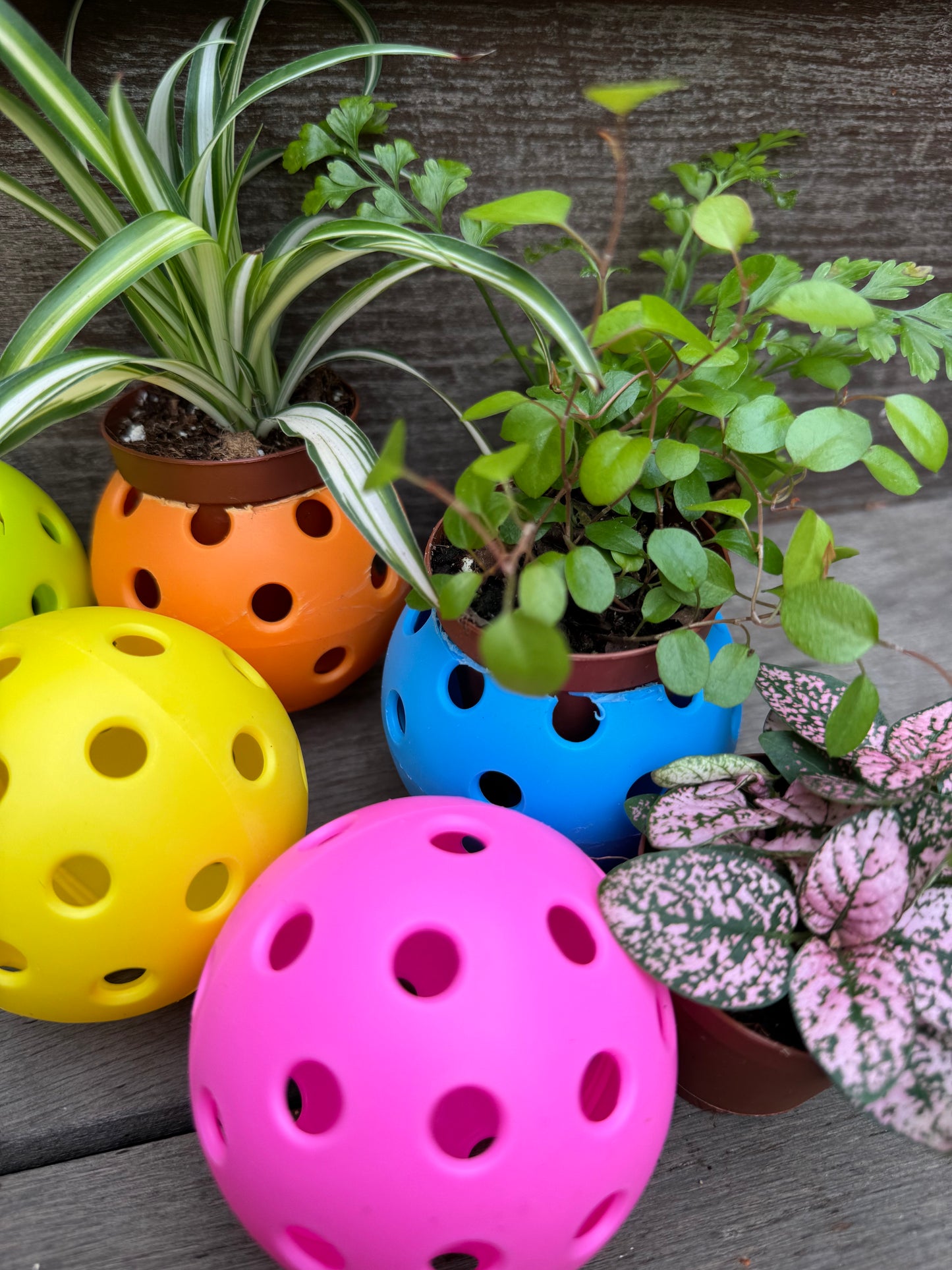 Pickleball Planter & Plant